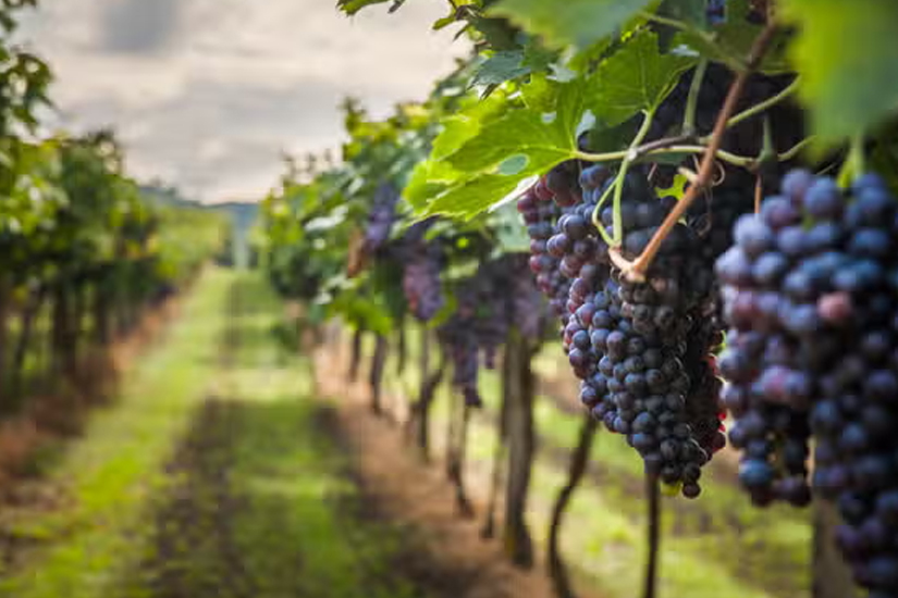 blog_small_img2_350X198